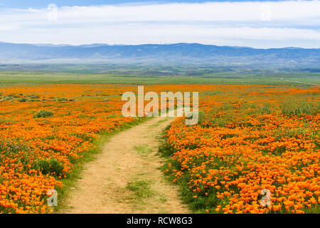 Trail auf den Hügeln von Antelope Valley California Poppy finden während der Blütezeit Stockfoto