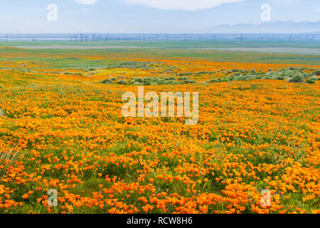 Felder Kalifornischer Mohn (Eschscholzia californica) während der Blütezeit, Antelope Valley California Poppy finden Stockfoto