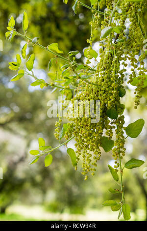 Küste Live Oak Blätter und Blütenstände (Quercus agrifolia), Kalifornien Stockfoto