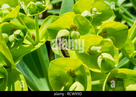 Biene die Bestäubung der Blüten einer Euphorbia characias 'Wulfenii', Kalifornien Stockfoto