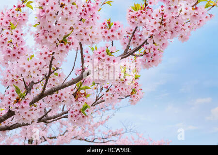 Voller Blüte Cherryblossom Sakura bei Kitakami Tenshochi Park in Kitakami, Iwate, Japan Iwate, Japan - 22 April 2018: kitakami Tenshochi Park von Stockfoto