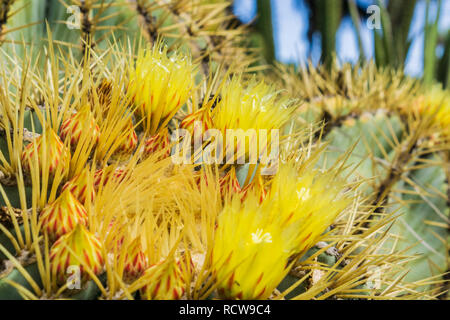 Gelbe Blüte barrel Kaktus, Kalifornien Stockfoto