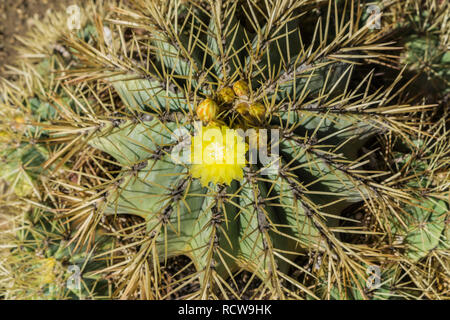 Ansicht von oben für ein Barrel Cactus mit gelben Blumen, Kalifornien Stockfoto