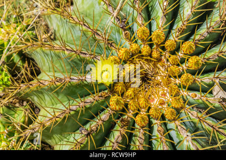 Ansicht von oben für ein Barrel Cactus mit gelben Blumen, Kalifornien Stockfoto