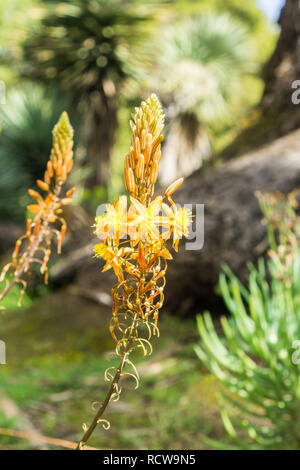 Bulbine angepirscht, Orange Bulbine (Bulbine frutescens, Bulbine frutescens caulescens, Anthericum), Blütenstand, Kalifornien Stockfoto