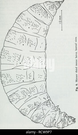 . Die Entwicklungsbiologie Ökologie von Mantispa uhleri Banken (Neuroptera: mantispidae). Mantispa uhleri; Insekten; Mantispa uhleri; Insekten. . Bitte beachten Sie, dass diese Bilder sind von der gescannten Seite Bilder, die digital für die Lesbarkeit verbessert haben mögen - Färbung und Aussehen dieser Abbildungen können nicht perfekt dem Original ähneln. extrahiert. Redborg, Kurt E. (Kurt Eric), 1949; MacLeod, Ellis G. Champaign, Illinois: Universität von Illinois drücken Sie Stockfoto