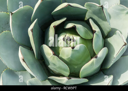 Luftaufnahme von Agave, Kalifornien Stockfoto