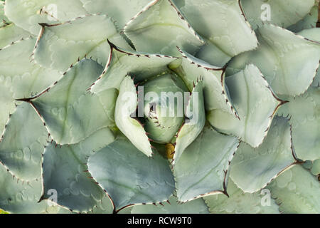 Luftaufnahme von Agave, Kalifornien Stockfoto