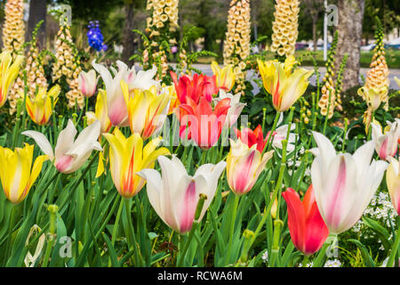 Viele verschiedene Sorten von bunten Tulpen, Kalifornien Stockfoto