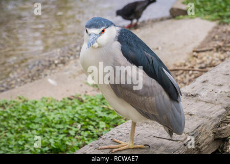 Nahaufnahme von Schwarz - gekrönte Night-Heron - Nycticorax, Lake Merritt, Oakland, Kalifornien Stockfoto