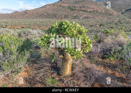 Eine botterboom (Butter), Tylecodon paniculatus, in der Tankwa Karoo Südafrika Stockfoto