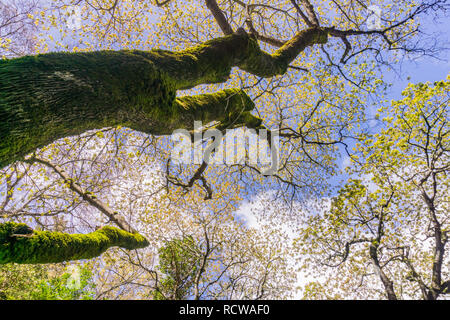 Bäume wachsen neue Blätter im Frühjahr, auf weißen Wolken Hintergrund, Kalifornien Stockfoto