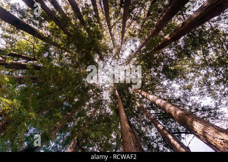 Redwood Forest, Kalifornien Stockfoto