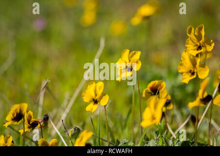 Johnny-Jump-Up Wildblumen (Viola pedunculata") blühen im Frühling, Kalifornien Stockfoto