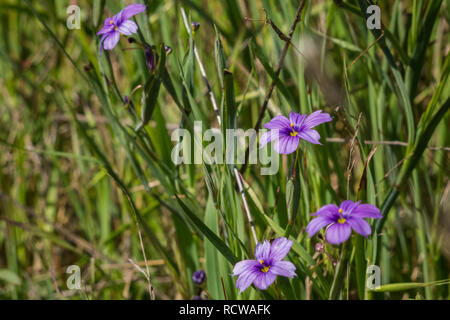 Blue-Eyed Grass (Sisyrinchium bellum) Wildblumen blühen im Frühling, Kalifornien Stockfoto