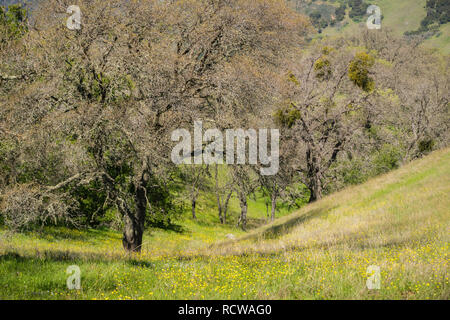 Kalifornien Hahnenfuß (Ranunculus Californicus) Wildblumen blühen auf einer Wiese unter den Eichen, Henry W. Coe State Park, Kalifornien Stockfoto