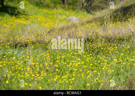 Kalifornien Hahnenfuß (Ranunculus Californicus) Wildblumen blühen auf einer Wiese im Wald unter neuen und getrocknetes Gras, South San Francisco Bay, San J Stockfoto