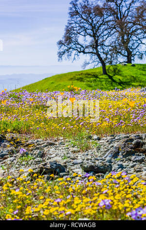 Bereich der bunten wildflowers in den Hügeln von Henry W. Coe State Park, Kalifornien Stockfoto