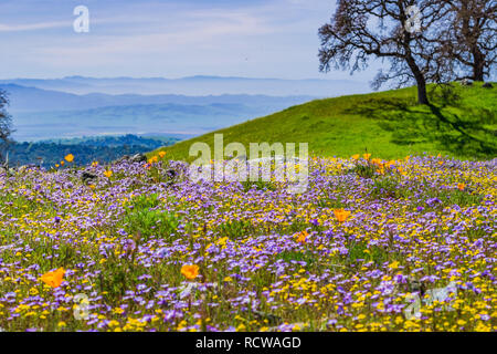 Bereich der bunten wildflowers in den Hügeln von Henry W. Coe State Park, Kalifornien Stockfoto