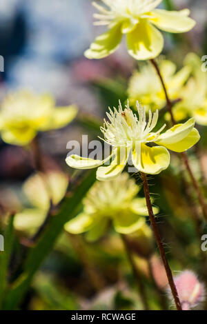 Nahaufnahme von Cream Cups (Platystemon Californicus) Wildblumen, Kalifornien Stockfoto