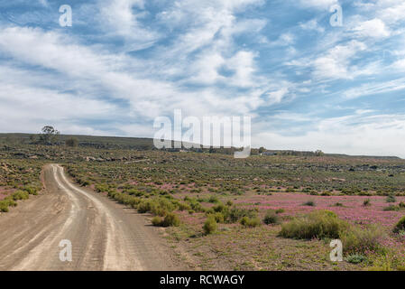 Eine Straße Landschaft mit violetten wilden Blumen in der Nähe von Gannaga Lodge in der Tankwa Karoo Südafrika Stockfoto