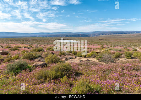 Eine Landschaft mit lila Blumen und ein Damm in der Nähe von Gannaga Lodge in der Tankwa Karoo Südafrika Stockfoto