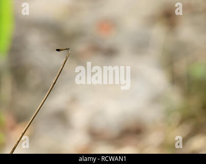 Bild von Euphaea Masoni Libelle auf trockenen Zweigen auf Natur Hintergrund. Insekt Tier Stockfoto
