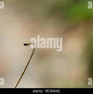 Bild von Euphaea Masoni Libelle auf trockenen Zweigen auf Natur Hintergrund. Insekt Tier Stockfoto