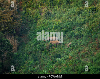 Morgen Landschaft in Gavi Ökotourismus Wald mit einer Vielzahl von Vögeln, Affen und eine Herde Elefanten in ihrer natürlichen Umgebung Stockfoto