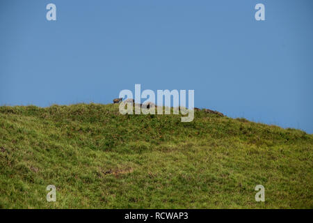 Morgen Landschaft in Gavi Ökotourismus Wald mit einer Vielzahl von Vögeln, Affen und eine Herde Elefanten in ihrer natürlichen Umgebung Stockfoto