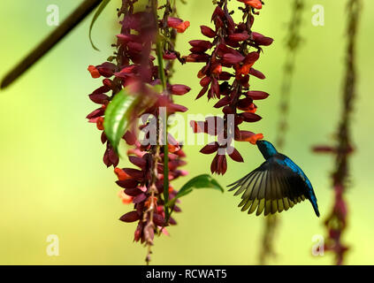 Lila Sunbird/Scarlet-backed Sunbird aus Südostasiatischen Gärten und Wäldern Nektar sammeln von a Damen Schuh Blume Thunbergia mysorensis. Stockfoto