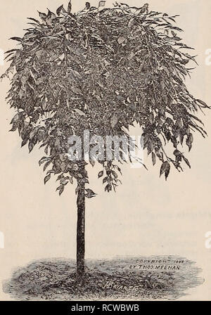 . Beschreibender Katalog der Bäume, Sträucher, Kletterpflanzen und Evergreens. Baumschulen (Gartenbau) Pennsylvania Kataloge; Bäume Sämlinge Kataloge; Ziersträucher Kataloge; Obst Kataloge. Weinend. Cerasus serotina Pendula. (Weinen Wild Cherry.) Bäume. Esche, Fraxinus excelsior Pendula. Grüne bellte SI 25 Fraxinus excelsior "pendula Aurea. Golden bellte SI 25 "Fraxinus excelsior lenticifolia Pen-dula SI 25 Diese bilden große Köpfe, in der Zeit, so dass der Einsatz von Sitzen unter Ihnen, wenn gewünscht, oder Sie können beschnitten werden kompakter Tops zu bilden. Buche, Fagus sylvatica pendula Si-oo Das hat den Shi Stockfoto