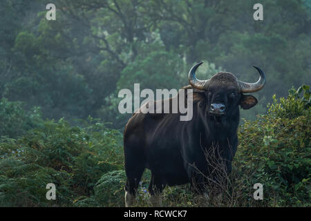 Junge männliche Gaur oder indische Bisons, die unter den Bäumen des Waldes steht auf einem sonnigen Tag im Winter Stockfoto