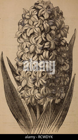 . Beschreibender Katalog der Niederländischen und anderen herrlichen Blumenzwiebeln. Samen, Kataloge, Leuchtmittel (Pflanzen), Kataloge, Handelskataloge, Samen; rbgenr. SINGLE HYAZINTHE. Siehe Seite 10.. Bitte beachten Sie, dass diese Bilder sind von der gescannten Seite Bilder, die digital für die Lesbarkeit verbessert haben mögen - Färbung und Aussehen dieser Abbildungen können nicht perfekt dem Original ähneln. extrahiert. Curtis & Amp; Cobb; Henry G. Gilbert Baumschule und Saatgut Handel Katalog Kollektion. Boston, Mass.:: Curtis & Amp; Cobb