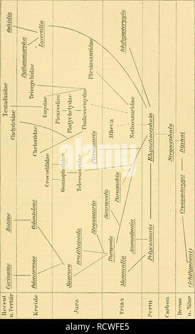 . Der Paläontologie bearbeitet. Paläontologie. I. Tliierreicl). -. Yertebiata. Klasse: Sauropsida. Slammbauiii. 677. Bitte beachten Sie, dass diese Bilder sind von der gescannten Seite Bilder, die digital für die Lesbarkeit verbessert haben mögen - Färbung und Aussehen dieser Abbildungen können nicht perfekt dem Original ähneln. extrahiert. Steinmann, G. (Gustav), 1856-1929; Döderlein, Ludwig, 1855-1936. Leipzig, Engelmann Stockfoto