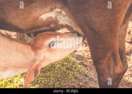 Fütterung Kalb. Junger Kälber trinken Milch von der Mutter Kuh Stockfoto