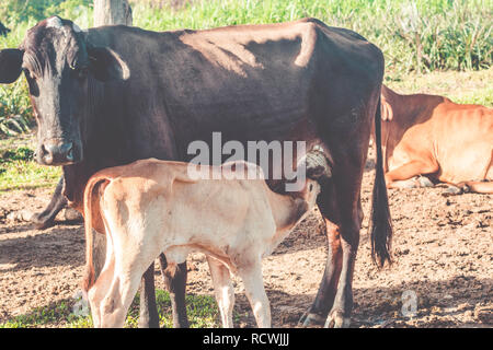 Fütterung Kalb. Junger Kälber trinken Milch von der Mutter Kuh Stockfoto