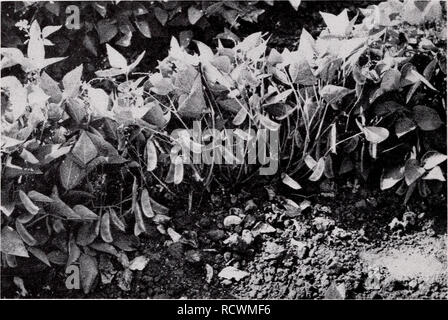 . Beschreibender Katalog der Gemüse. Commercial Kataloge; Baumschulen (Gartenbau) Kataloge; Gemüse; Samen Samen Kataloge Kataloge Kataloge; Obst; Kräuter Kataloge. 14 assoziierten SAATGUTVERMEHRER. Inc. LIMA BOHNEN (Fortsetzung) FORDHOOK, ASGROW KONZENTRIERT C^ roS) an der pazifischen Küste Zuchtstation gezüchtet. Deutlich von den alten Fordhook in, dass die Pads nicht nur in Bezug auf Lage, sondern auch in der Zeit der Reife konzentriert sind. Die Bohnen machen ein ausgezeichnetes Produkt entweder in Dosen oder eingefroren. Die Pflanzen sind untersetzt, ohne Ranken, und sehr fruchtbar. White, getönt Grün: 30. Stockfoto