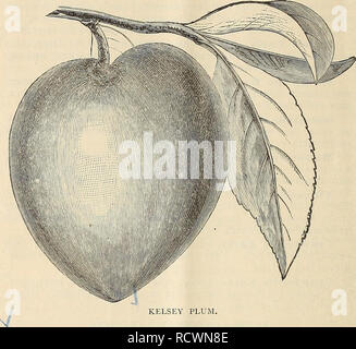 . Beschreibender Katalog und Preisliste der Glen St. Mary Baumschulen: Saison 1891-92. Baumschulen Florida Kataloge; Obst Kataloge. 22 KATALOG UND PREISLISTE FÜR viele Exemplare, die von 8 bis 8^Zoll im Umfang messen würde, und die sich aus jeweils fünf zu fünf und eine halbe Unzen wiegen gewachsen. Der Baum ist der aufrechte Wachstum, mit einer Tendenz zu langen, schlanken Zweigen, die, um den Baum untersetzt, sollten häufig zurück gequetscht werden; Frucht sehr groß, wird von 7 bis 9 Zoll im Umfang, in Herzform, Farbe grünlich-gelb, manchmal alles Land besetzt mit b Stockfoto