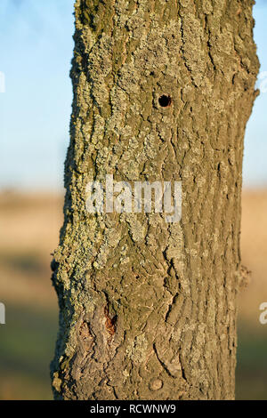 Ein Baum befallen von der Asiatischen longhorn Beetle in Magdeburg in Deutschland. Der Käfer ist die Verbreitung um seit 2000 in Europa, und beschädigte Laubbäume Stockfoto