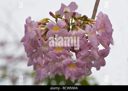 Tabebuia araucana (Rosa Trompete Baum) Stockfoto