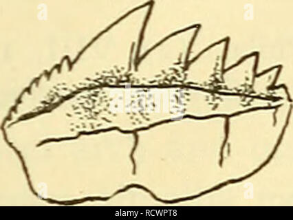 . Eine Beschreibung der Fossile Fische bleibt der Kreidezeit, Eozän und Miozän Formationen von New Jersey. Fische, Fossil, Paläontologie und Geologie. . Bitte beachten Sie, dass diese Bilder sind von der gescannten Seite Bilder, die digital für die Lesbarkeit verbessert haben mögen - Färbung und Aussehen dieser Abbildungen können nicht perfekt dem Original ähneln. extrahiert. Fowler, Henry Weed, 1878-1965; Kümmel, Henry Barnard, 1867 -. Trenton, New Jersey: MacCrellish&amp; Quigley, Drucker Stockfoto