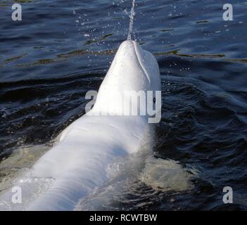 Beluga-Wal (Delphinapterus Leucas), Karelien, Russland, weißes Meer, Arktis Stockfoto
