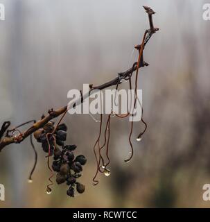 Rote Trauben reif, gelb Weinblätter, Herbst, Weingarten, Baden Wein, Weinberge, Sinzheim, Baden-Baden, Deutschland Stockfoto