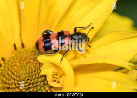 Gelbe Blüte im Garten mit Biene Käfer (Trichodes apiarius), St. Veit, Lower Austria, Austria Stockfoto