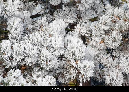 Eiskristalle, Reif auf Nadeln einer Kiefer (Pinus), Schleswig-Holstein, Deutschland Stockfoto