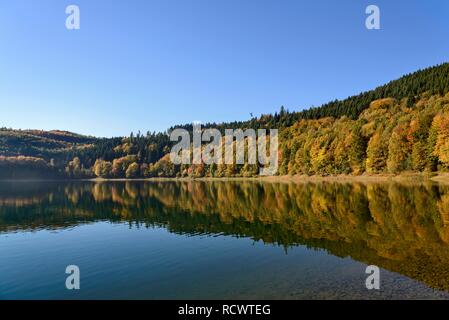 Herbst Wald im Hennesee, Hennetalsperre, Sauerland-Rothaargebirge natur park Park, Nordrhein-Westfalen, Deutschland wider Stockfoto