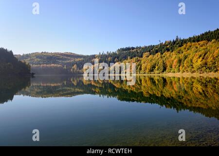 Herbst Wald im Hennesee, Hennetalsperre, Sauerland-Rothaargebirge natur park Park, Nordrhein-Westfalen, Deutschland wider Stockfoto