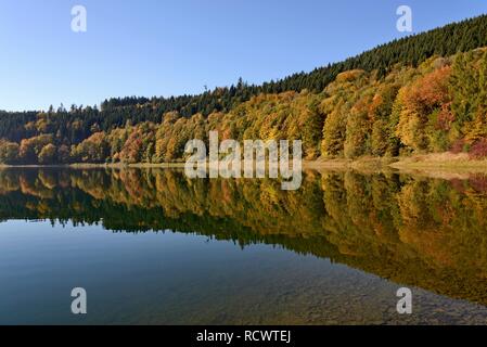 Herbst Wald im Hennesee, Hennetalsperre, Sauerland-Rothaargebirge natur park Park, Nordrhein-Westfalen, Deutschland wider Stockfoto