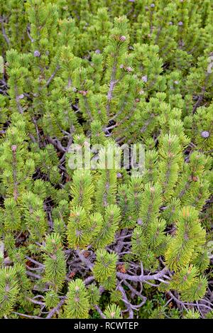Mountain Pine (Pinus mugo), Sextner Dolomiten, Südtirol Alto-Adige, Italien Stockfoto